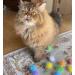 Rimobul 20PCS 1.5INCH Extra Large Glitter Pom Pom Balls for Cats | Cat's Favorite Chase Toy - Buy Online on GoSupps.com