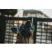 Dog dematting comb deshedding rake dog grooming undercoat dematting rake undercoat remover dog hair remover pet grooming  - Buy Online on GoSupps.com