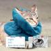 Cat Recovery Collar Soft Adjustable Cat Cone Collar Breathable Cat Neck Protector Elizabethan Collar Lightweight Waterproof Kitten Cone Alternative for Puppies Pets Stop Licking (S Blue) - Buy Online on GoSupps.com