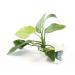 Lincolnshire Pond Plants Ltd Anubias barteri VAR. barteri - Tropical Aquarium Plants - Oxygenating Plant