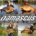 Durable Damascus 10-pc Carp Boilies Hair Rigs with Chicken Liver & Corn - Fishing Tackle Kit with Plum Rig Hooks & Bait Feeder Accessories - Buy Online on GoSupps.com