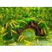 Forest Aquatics Moss Covered Log Shrimp Cave - Buy Online on GoSupps.com