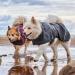 Mudventure Dog Coat ECO Rain Jacket for Dogs - BlackBerry | Durable & Stylish Waterproof Pet Wear 25 - Buy Online on GoSupps.com