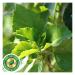 Buy Neotea Sembaruthi Ilai Hibiscus Leaf Powder (1kg) - Premium Quality Organic International Shipping Available - Buy Online on GoSupps.com