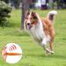 Fannas Dog Whistle Set - 2 Adjustable High-Frequency Whistles for Effective Dog Training | Loud Far-Reaching & Comes with Free Pipe Band - Blue/Orange - Buy Online on GoSupps.com
