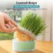 Anulely Cat Grass Plant Container - Earth-Free Sprouter Tray for Indoor Cats & Pets | Stylish Green Home Decor - Buy Online on GoSupps.com