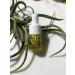 OD NIUM SOOTHING Organic ANTI-REDNESS Serum for sensitive SKIN (5 ml) 5 ml (Pack of 1)