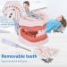 Dental Teeth Model Removable Tooth Teach Practice Model Teeth Model Includes 32Pcs Teeth for Practicing Restorative Techniques Come with A Small Screwdriver - Buy Online on GoSupps.com
