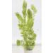 Lincspplants 8X Live Floating Plants Hornwort Fast Growing Aquarium Plant - Buy Online on GoSupps.com