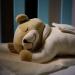 Prince Lionheart Slumber Bear with Silkie| Sleep Aid | Soothing Womb Sounds | Designed By A Doctor | Newborn Infant & Toddler | White Noise | Removeable Sound Box Cream - Buy Online on GoSupps.com