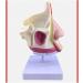 Mouth Nose Throat Pharynx Education Human Body ENT Model Study Model Pathology Nose Throat Model Enlarge The ical Model A+b - Buy Online on GoSupps.com