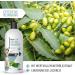 Reavet Dog Shampoo for Itching - Neem Oil Formula for Mites Fleas Ticks | Suitable for All Breeds & Puppies - Pleasant Fragrance 500ml - Buy Online on GoSupps.com