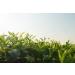 Buy Mandoi Bio Matcha Powder 100g - Premium Organic Green Tea for Matcha Lattes - Sustainably Sourced from Japan - Buy Online on GoSupps.com