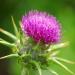 Outsidepride Milk Thistle: Mediterranean Ornamental Herb Plant - 200 Seeds - Buy Online on GoSupps.com
