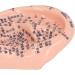 Shop 6.7 Inch Silicone Ear Acupuncture Model - Precision Ear Zone & Pressure Point Massage Tool (1PC) - Ideal for Acupuncture Practitioners - Buy Online on GoSupps.com