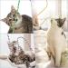 Simarro Interactive Cat Stick Toys - 3PC Colorful Bite-Proof Rope Wands for Kitten Training & Exercise | Teasing & Playful Fun - Buy Online on GoSupps.com