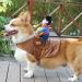 Funny Cowboy Rider Dog Costume - Creative Halloween Pet Costume Sweater for Dogs - Buy Online on GoSupps.com