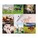 Hurinan Animal Electronic Thermometer Pet Thermometer Digital Thermometer is a Fast Rectal Thermometer for Dogs Cats Horses Livestock Pet Clinic - Buy Online on GoSupps.com