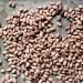 Cranberry Beans Borlotti Beans Romano Beans Non-GMO Product of Canada 2.5 kg (5.5 lb) - Buy Online on GoSupps.com
