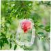 Yardenfun Fruit Shaping Mold Ginseng Cucumbers Multi-use Fruits Mold Vegetable Growing Mold Small Fruit Gourd - Buy Online on GoSupps.com