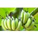 Inka Crops Plantain Chips 4oz (Pack of 12) - Sea Salt Flavored | Crunchy Snack - Buy Online on GoSupps.com
