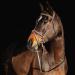 Horze Constance Padded Fancy Stitch Bridle w/Reins - Tan Horse - Buy Online on GoSupps.com