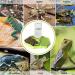 BEANPRECOY Reptile Water Dispenser Turtle Water Bowl 2 in 1 Reptile Automated Feeder Turtle Water Dispenser with Bottle for Turtles Hamsters Lizards Bearded Dragon Snake (Green) - Buy Online on GoSupps.com