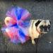 Aivtalk Dog Tutu Dress - Multicolor Princess Costume & Festive Tulle Skirt for Small Pets | International Shipping - Buy Online on GoSupps.com