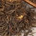 90g Th Noir Dian Hong Bio Yunnan Th en bo te naturel aromatique - Buy Online on GoSupps.com