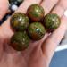 QGKLTSNA 3 Natural Green red one Eye Spheres - Buy Online on GoSupps.com