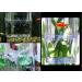 Acrylic Aquarium Fish Breeder Box - 5.2'' x 4'' x 2.8'' - Ideal for Isolating Fry - Buy Online on GoSupps.com