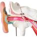 Human Ear Structure Anatomical Model 4 Times Life Size Medical Props Model 8 Parts Inner Ear Ear External Ear Tympanum Eardrum Listen to Small Bones Humerus Anatomy - Buy Online on GoSupps.com