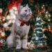 Christmas Cat Collar 2 Pack - Cute Plaid Patterns with Bell and Bow Tie | Adjustable Safety Kitten Collar 8'' to 12 - Buy Online on GoSupps.com