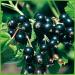 Buy Blackcurrant 'Titania ' Half-Standard in Container | International Shipping Available - Buy Online on GoSupps.com