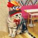 Legendog Cat Costume Turkey Hat Halloween Thanksgiving Party Handmade Crochet Pet Turkey Headgear Costume for Small Dog Kittens Brown - Buy Online on GoSupps.com