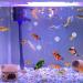 Taicols 4-Piece Floating Aquarium Decoration | Fish Tank Ornaments & Accessories | Unique Divers Ornament for Stunning Aquariums - Buy Online on GoSupps.com