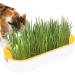 Buy Hydroculture Cat Grass Set - Mess-Free No Dirt Easy to Grow Anti-Grave Design for Happy Cats! - Buy Online on GoSupps.com