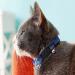 4 Pack Cat Collar Safety Release Adjustable Kitten Collars with Bell Reflective & Quick Release - Buy Online on GoSupps.com