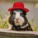 Guinea Pig Clothes Set - Small Animal Outfit Suit with Bow Ties and Hats for Hamsters, Ferrets, Cats, Rats, and more - Buy Online on GoSupps.com