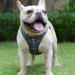 Suredoo Dog Harness for Small Dogs with Leash - Reflective Breathable & Anti-Training - Gray Checkered Design - Ideal for Small to Medium Dogs - Buy Online on GoSupps.com