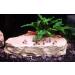 Sera Tubifex Cubes 250 ml - Premium Fish Food for Aquariums | 1 Pack Tubifex for Healthy Fish - Buy Online on GoSupps.com