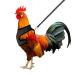 Molain adjustable chicken harness with leash comfortable chicken vest Breathable chicken training dish mesh pet dishes for 2 11 lb (1 5 kg) duck hen hen traning medium (black)