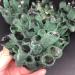 Natural Green Ghost Crystals Cluster Rock Quartz Minerals Rough Stones Home Decoration Suitable for Furniture Decoration Full of Texture (Size : 400-500g) - Buy Online on GoSupps.com