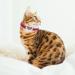 Shop Cobee Bling Heart Cat Neck Band with Bell | Adjustable Rhinestone Collar for Small Cats & Dogs (Rose Red) - International Shipping Available - Buy Online on GoSupps.com