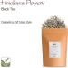 Himalayan Finest Flowery Tea Nepal - Nepalese Pure Loose Leaf Tea - Similar To Darjeeling But More 100g Himanlayan 100 g - Buy Online on GoSupps.com