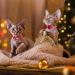 Azuza 2 Pack Cat Collar Breakaway with Bell and Removable Bowtie - Adjustable from 8-12 inches - Christmas Gift Set - Buy Online on GoSupps.com