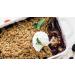 Bob's Red Mill Extra Thick Rolled Oats 32-ounce (Pack of 4) Resealable 32 Ounce (Pack of 4) - Buy Online on GoSupps.com