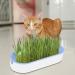 Youding Cat Grass Growing Kit Planter Tray Catnip Box Chewing Kitten Plant Set for Snacks Soil Free Snacks Digestion Pet Food Indoor Nursery Balcony Patio Blue - Buy Online on GoSupps.com