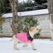 Cit toile Warm Dog Sweater - Turtleneck Knitting Pet Coat for Autumn/Winter | Stylish XL Pink Clothing for Small & Medium Pets - Buy Online on GoSupps.com