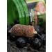 Tandem Baits Carp Food Boosted Hookers Carp Bait Carp Fishing Fishing Pop-Ups Carp Boilies Professional Carp Fishing Accessories 18mm 300g - Buy Online on GoSupps.com